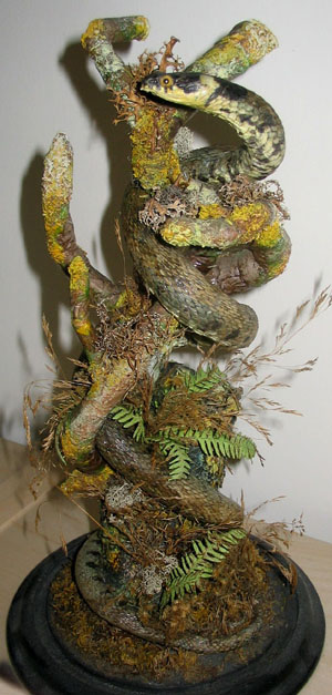 Grass Snake[1].JPG